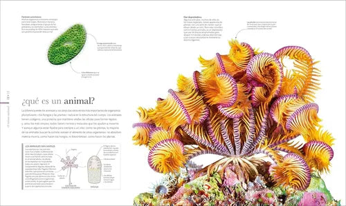 Dk Fauna El Mundo Secreto De Los Animales (tapa Dura)
