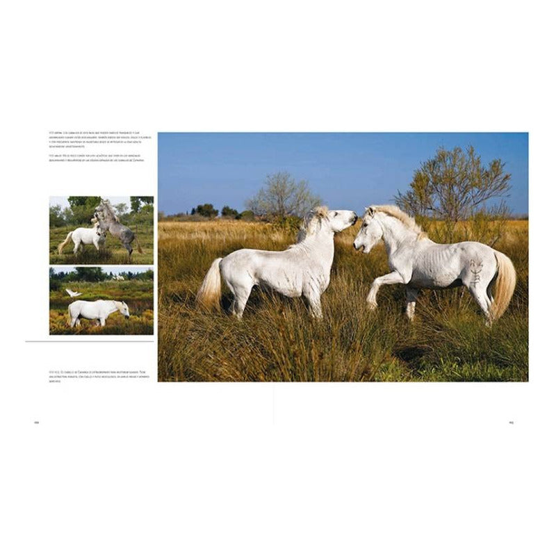 Caballos Razas Y Procedencias / Susanna Cottica