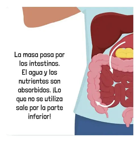 El Cuerpo Humano / Lexus