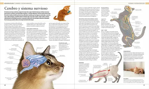 Dk Gato La Enciclopedia Guía Visual Definitiva (tapa Dura)