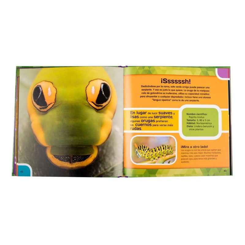 Insectos & Mariposas Un Zoom Fotográfico / Lexus