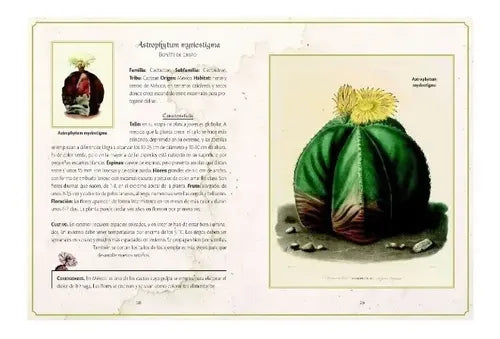 Selección De Cactus Y Plantas Suculentas / Nuria Penalva