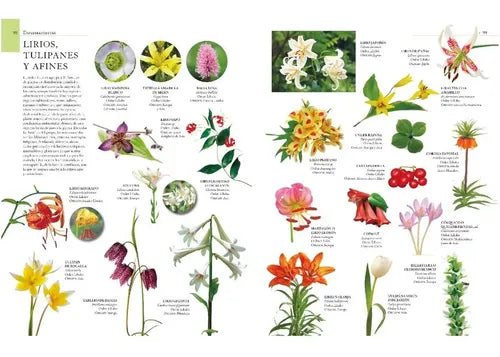 Enciclopedia Ilustrada Del Reino Vegetal (tapa Dura) / Lexus
