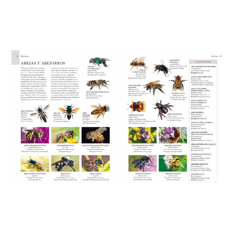 Enciclopedia Ilustrada De Micro Animales (tapa Dura) / Lexus