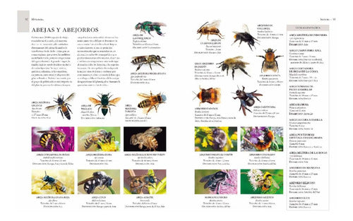 Enciclopedia Ilustrada De Micro Animales (tapa Dura) / Lexus