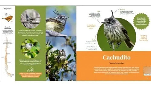 Guía Aves De Chile / Varios Autores