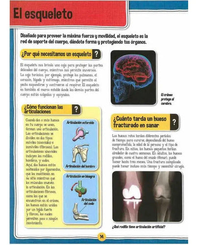 El Fascinante Cuerpo Humano Libro+maqueta Esqueleto / Lexus