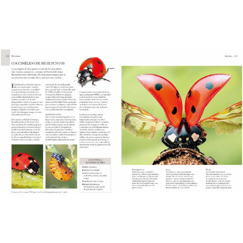 Enciclopedia Ilustrada De Micro Animales (tapa Dura) / Lexus