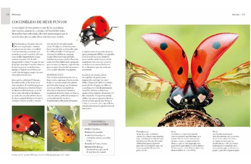 Enciclopedia Ilustrada De Micro Animales (tapa Dura) / Lexus