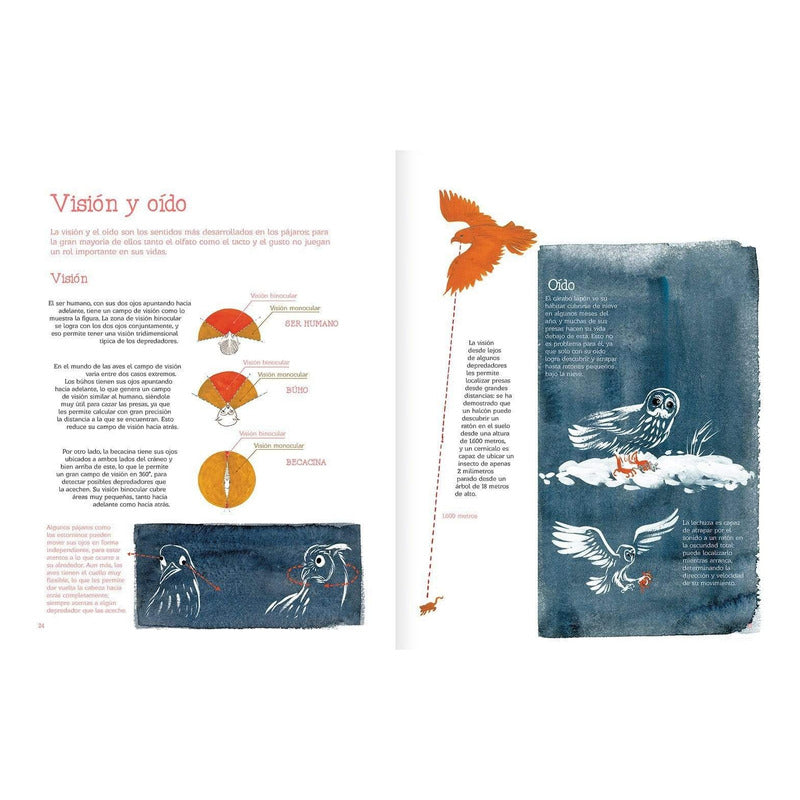 Vuelo De Pájaros Americanos / Juan José Donoso