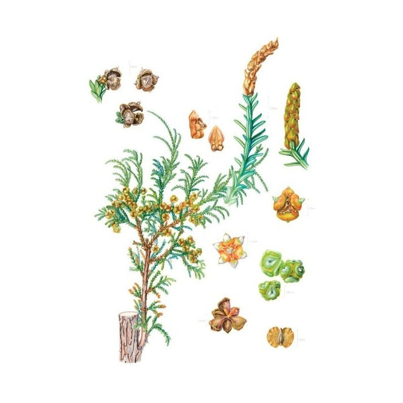 Plantas Y Arboles De Los Bosques De Chile / Gardner