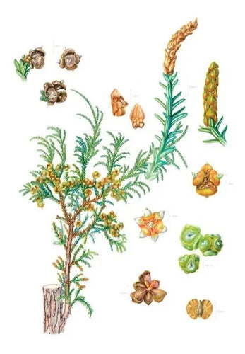 Plantas Y Arboles De Los Bosques De Chile / Gardner