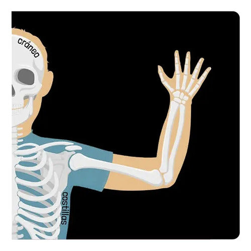 El Cuerpo Humano / Lexus
