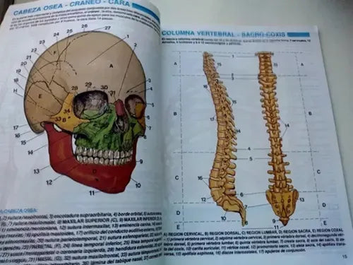 Atlas Del Cuerpo Humano / Zig-zag