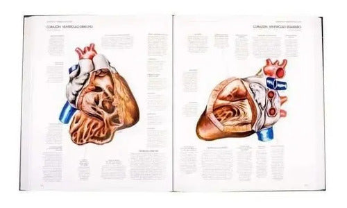 Atlas Del Cuerpo Humano (tapa Dura) / Lexus