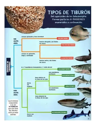Todo Sobre Los Tiburones (tapa Dura) / Lexus