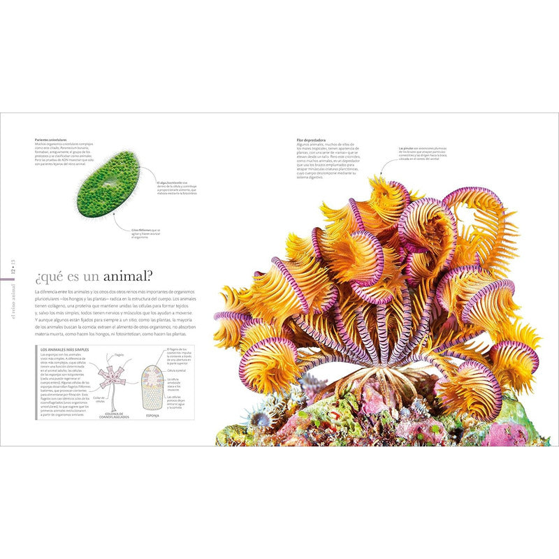 Dk Fauna El Mundo Secreto De Los Animales (tapa Dura)