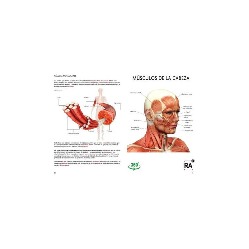 El Gran Libro Del Cuerpo Humano Realidad Aumentada / Lexus