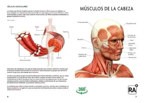 El Gran Libro Del Cuerpo Humano Realidad Aumentada / Lexus
