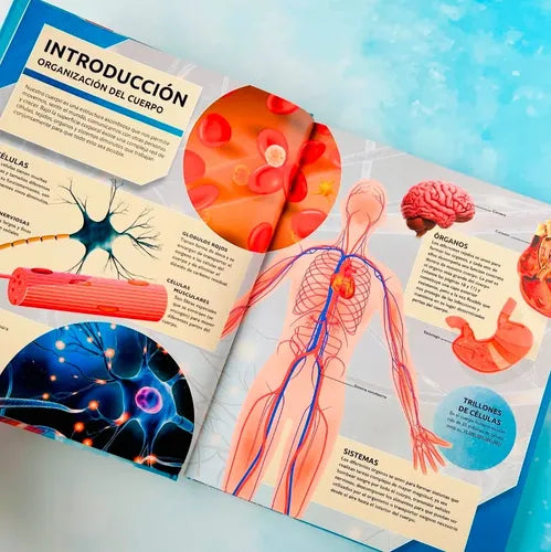 Enciclopedia Actualizada Del Cuerpo Humano (t. Dura) / Lexus