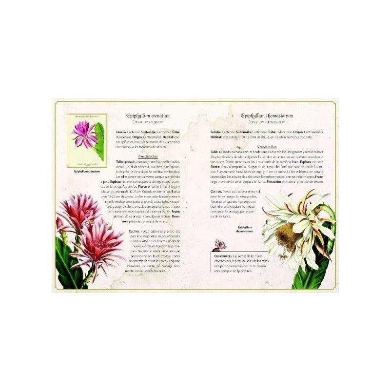 Selección De Cactus Y Plantas Suculentas / Nuria Penalva