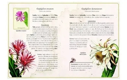 Selección De Cactus Y Plantas Suculentas / Nuria Penalva
