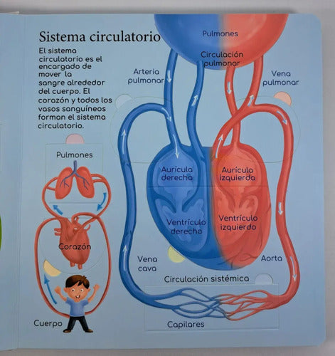 Exploro El Cuerpo Humano (tapa Dura) / Mundicrom
