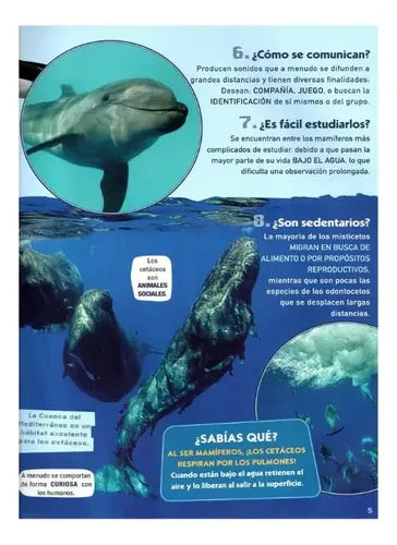 Ballenas Y Delfines 100 Preguntas Y Respuestas (td) / Lexus
