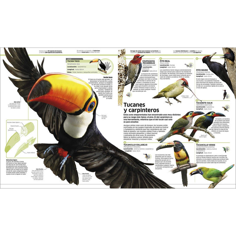 Dk Enciclopedia Animales (tapa Dura)