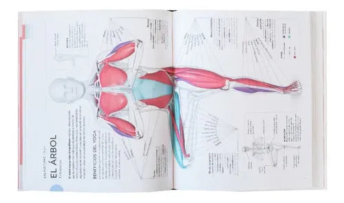 Dk Anatomia Del Yoga (tapa Dura) / Ann Swanson