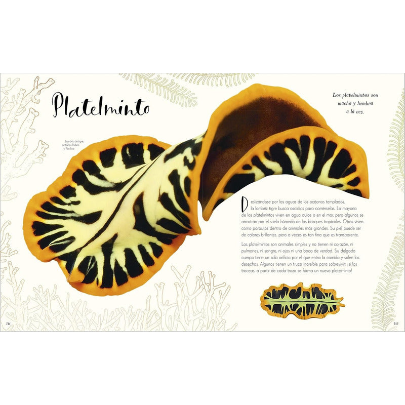 Dk Enciclopedia Maravillas Naturales (tapa Dura)