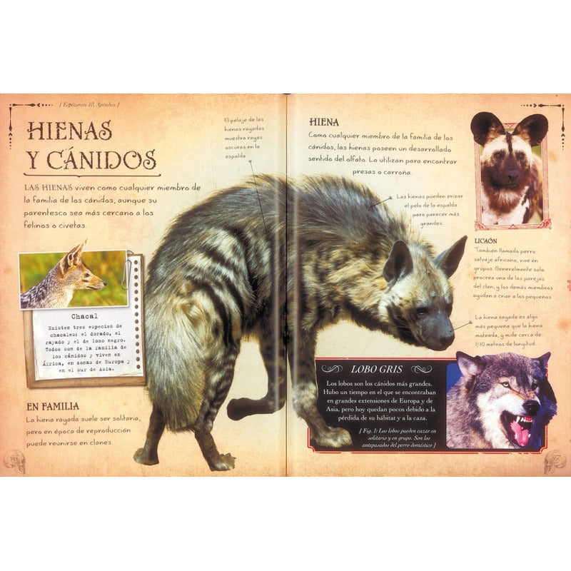 Craneos (coleccionista De Huesos) / Susaeta