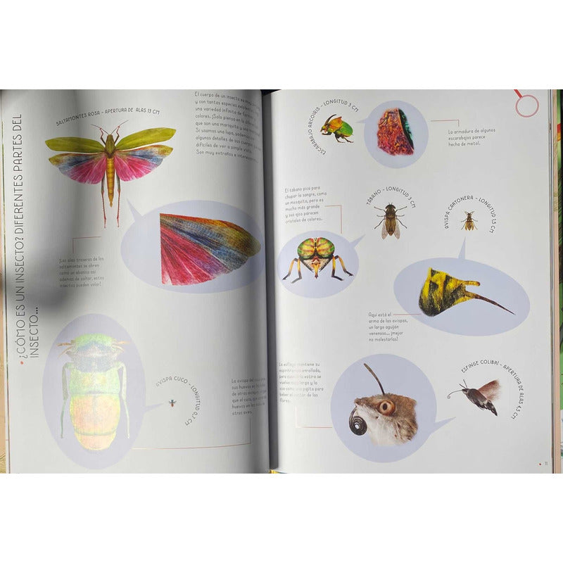 100% Insectos A Tamaño Real (tapa Dura) / Isabella Grott