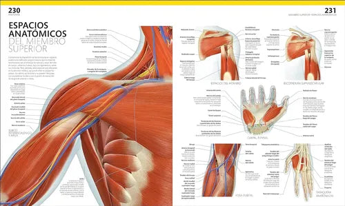 Dk El Gran Libro Del Cuerpo Humano (tapa Dura)