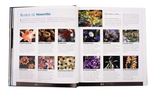 Atlas Ilustrado De Las Flores De Bulbo / Lexus