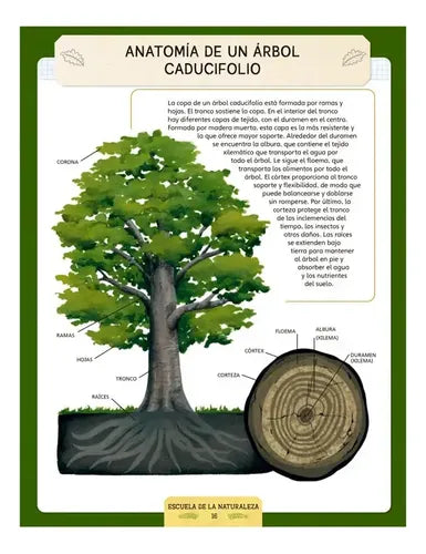 Escuela De La Naturaleza / Lexus
