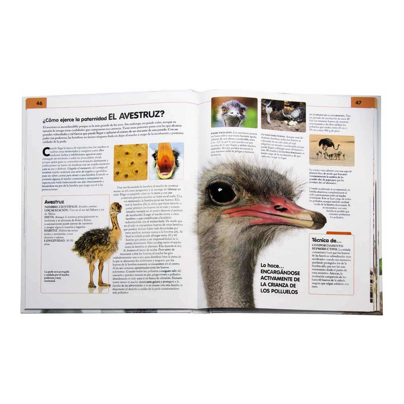 Comportamiento Del Reino Animal (tapa Dura) / Nuria Penalva