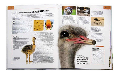 Comportamiento Del Reino Animal (tapa Dura) / Nuria Penalva