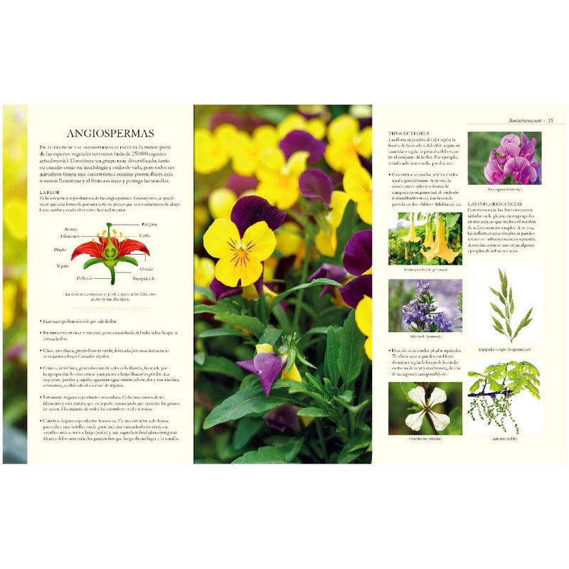 Enciclopedia Ilustrada Del Reino Vegetal (tapa Dura) / Lexus