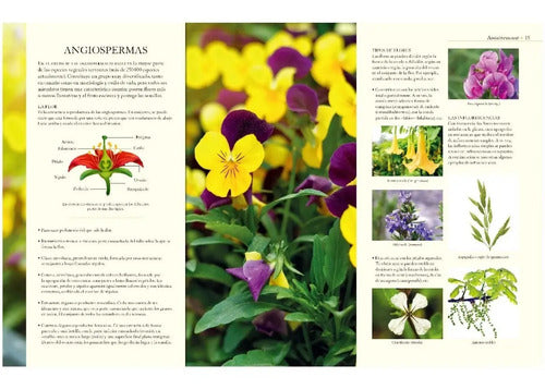 Enciclopedia Ilustrada Del Reino Vegetal (tapa Dura) / Lexus