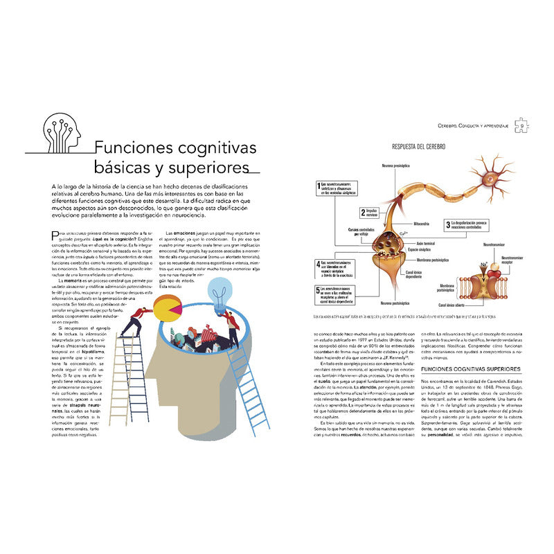 Cerebro Conducta Y Aprendizaje Neurociencia / Lexus