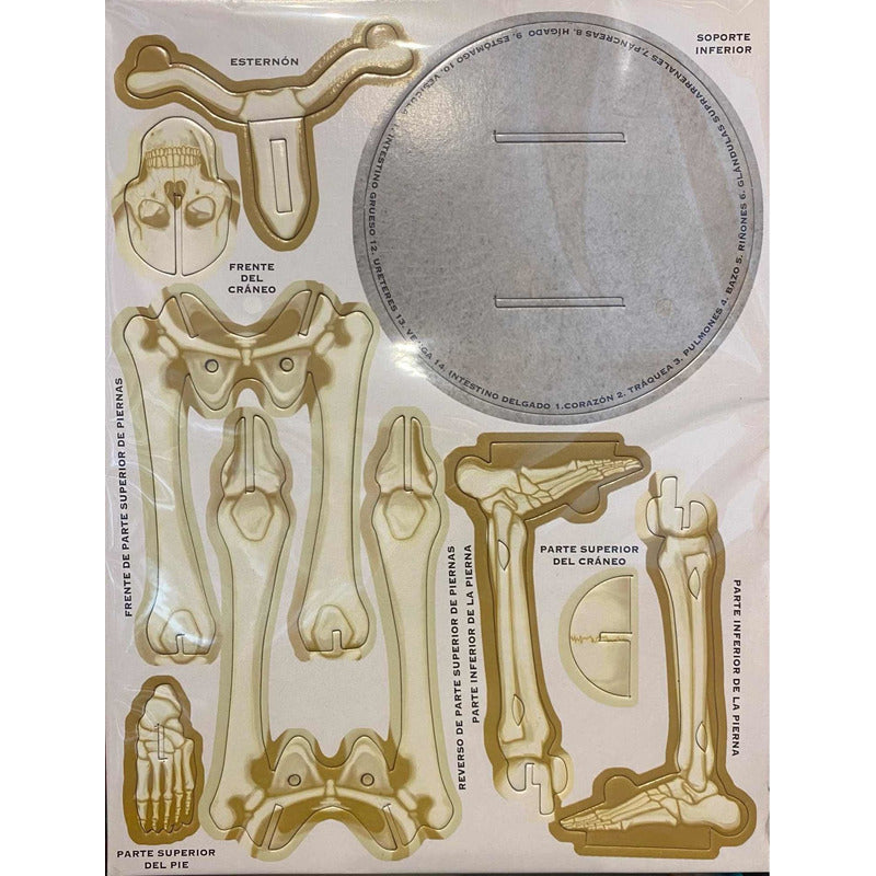 El Fascinante Cuerpo Humano Libro+maqueta Esqueleto / Lexus