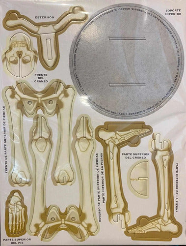 El Fascinante Cuerpo Humano Libro+maqueta Esqueleto / Lexus