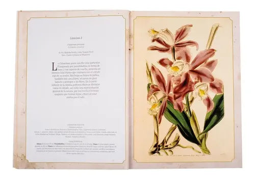 Maravillas De La Botanica / Lexus
