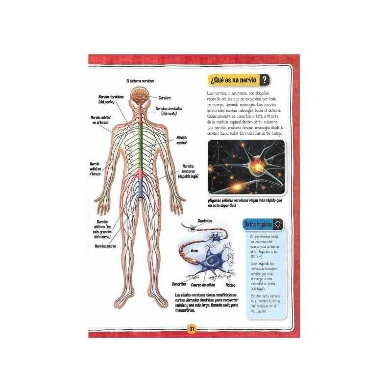 El Fascinante Cuerpo Humano Libro+maqueta Esqueleto / Lexus
