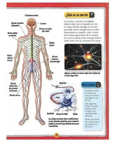 El Fascinante Cuerpo Humano Libro+maqueta Esqueleto / Lexus