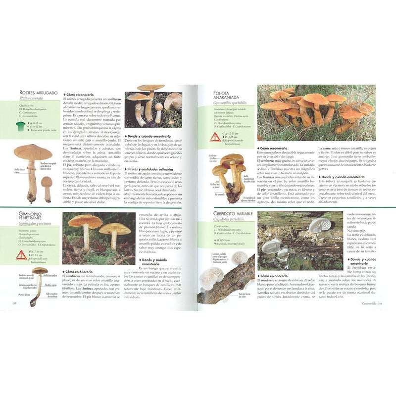 Atlas Ilustrado De Las Setas / Lexus