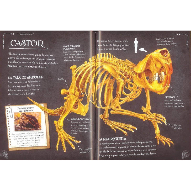 Animales (coleccionista De Huesos) / Susaeta