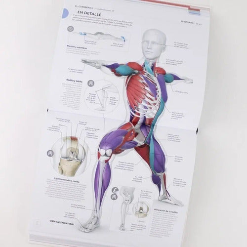Dk Anatomia Del Yoga (tapa Dura) / Ann Swanson