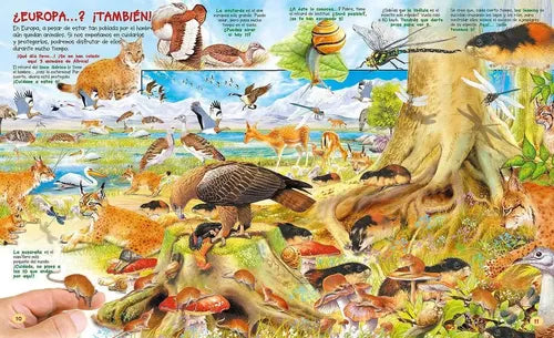 Busca Los Animales Y Sus Records (td) / Susaeta